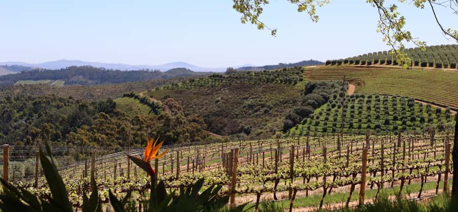 Table Mountain & Constantia Wine Estate Private Combo Tour - Constantia Glen: the first tasting with wide views