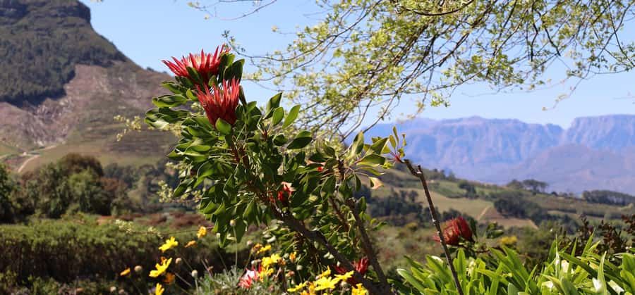 Table Mountain & Constantia Wine Estate Private Combo Tour - Beau Constantia brings the lunch break