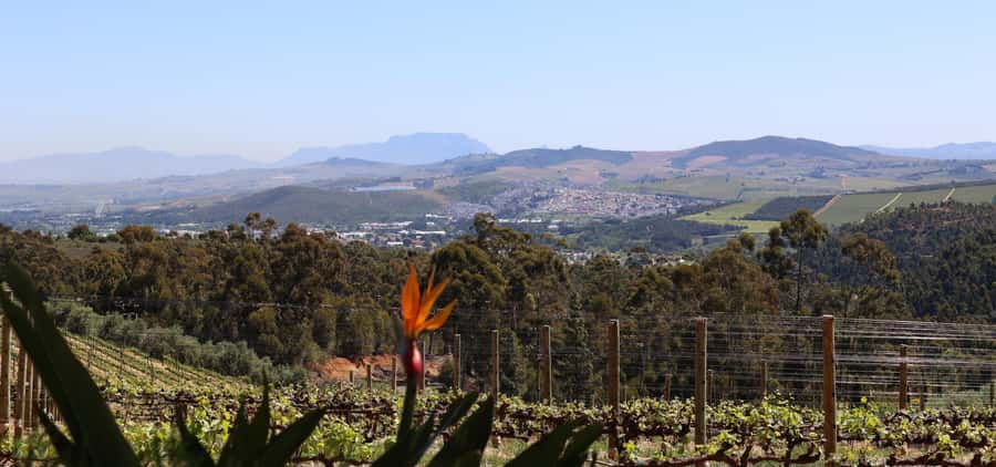 Table Mountain & Constantia Wine Estate Private Combo Tour - Steenberg finishes with a flagship tasting