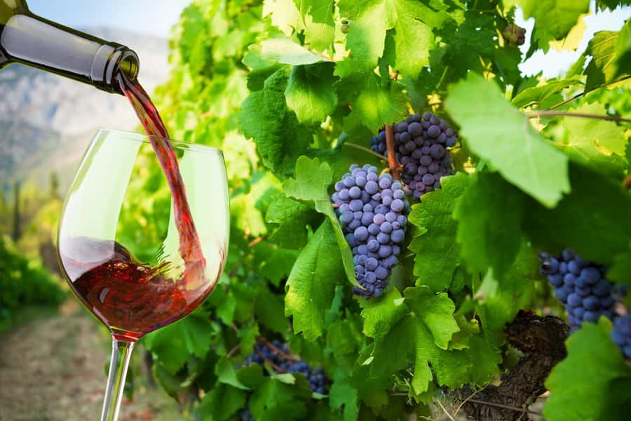 Table Mountain & Constantia Wine Estate Private Combo Tour - What the $210 price really buys