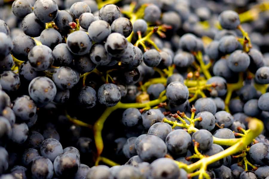 Table Mountain & Constantia Wine Estate Private Combo Tour - The guide can make or break the day