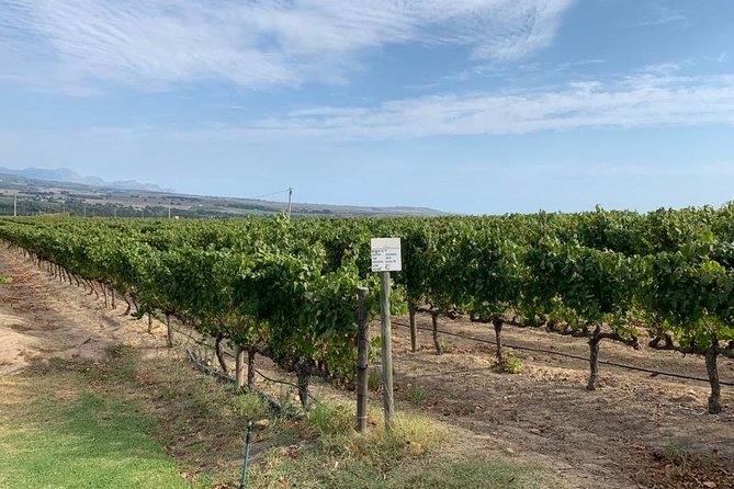 Table Mountain & Constantia Wine Tasting Full Day Tour. - Is $225.04 a fair price?