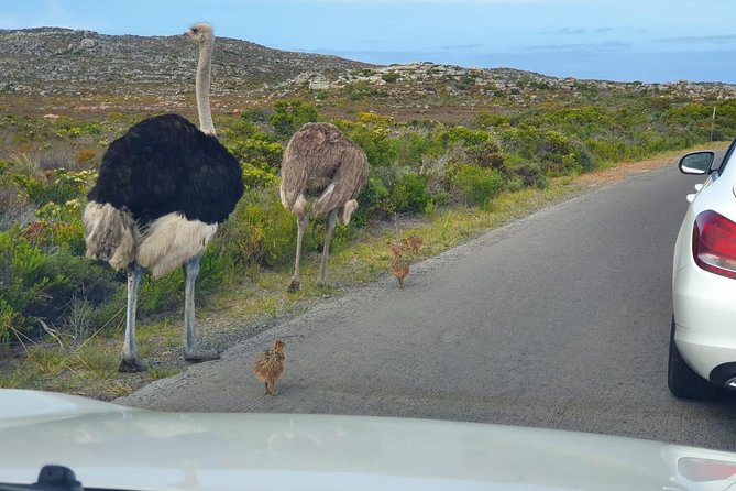 Table Mountain, penguin and Cape of good hope Fees included - Boulders Beach and the African Penguins