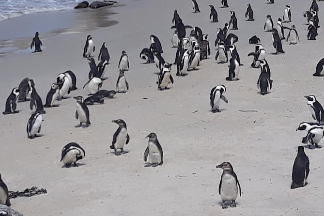 Table Mountain, penguin and Cape of good hope Fees included - Cape Point Nature Reserve: Wildlife, Plants, and Open Coast