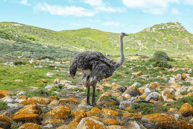 Table Mountain, Penguin,Cape Point Private Day Tour in Cape Town - Atlantic views at Maiden’s Cove and Camps Bay