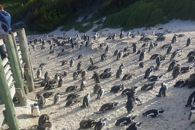 Table Mountain, Penguins and Cape Point Sharing GroupTour - Why this Cape Town day tour works