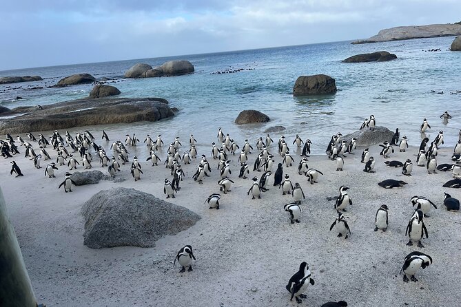 Table Mountain, Penguins & Cape of Good Hope Small Group Tour - A long Cape Peninsula day for first-time visitors