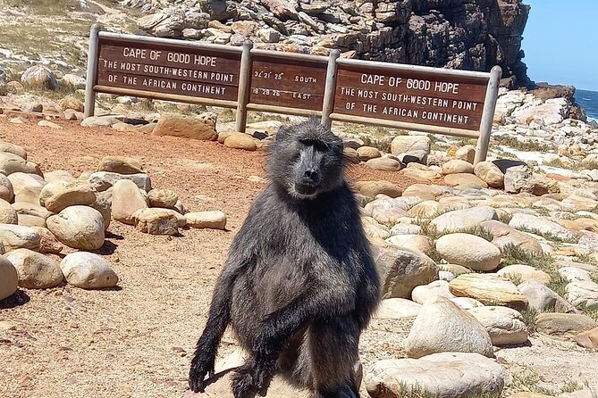 Table Mountain, Penguins & Cape of Good Hope Small Group Tour - Chapman’s Peak is the scenic road highlight