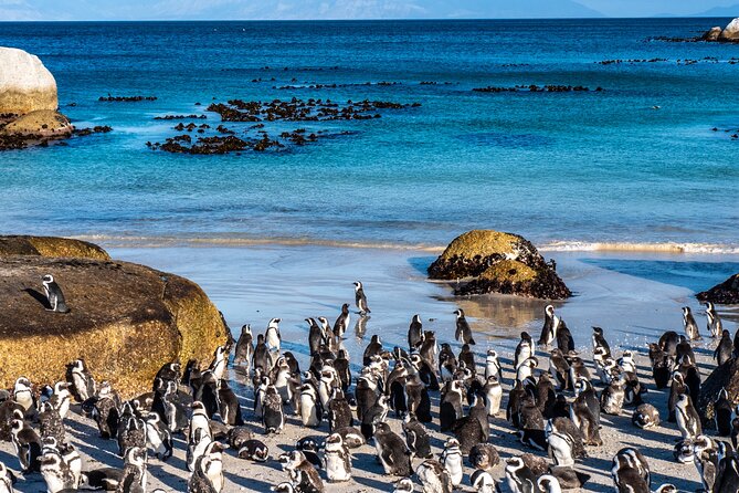 Table Mountain, Penguins & Cape Point Small Group Tour Cape Town - Cape of Good Hope and the Cape Point lighthouse