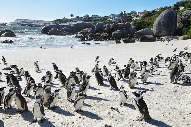 Table Mountain, Penguins Colony and Cape of Good Hope Small Group Shared Tour - Bo-Kaap gives the morning a human side