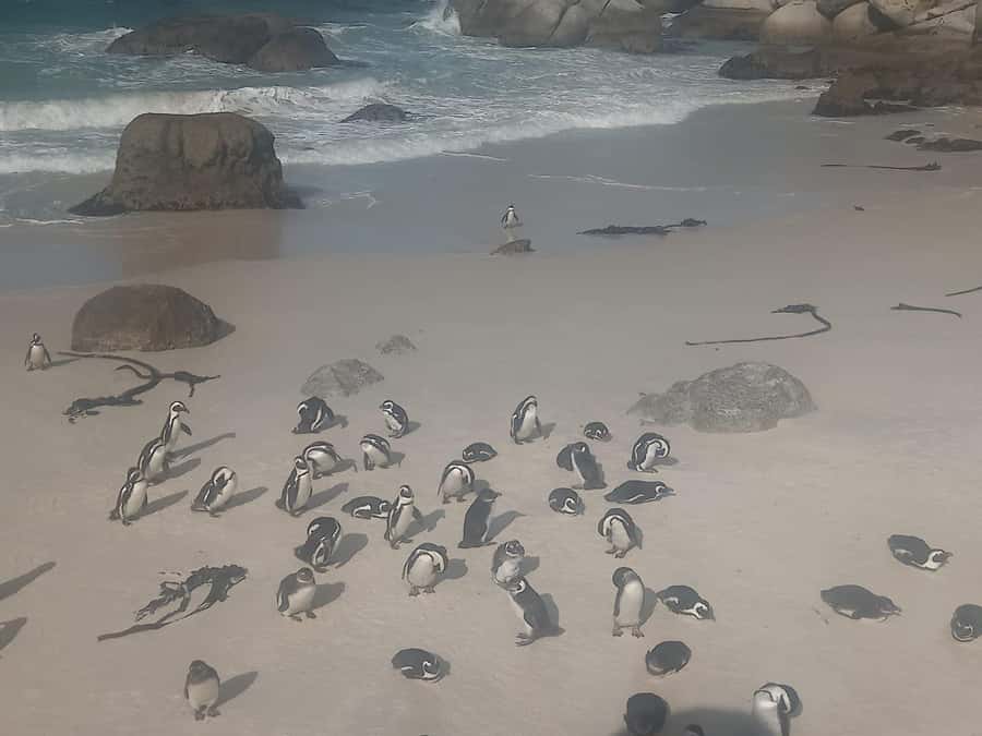 Table Mountain,Seals,Penguin,Cape of good hope,Bokaap , - Table Mountain gives you the big picture
