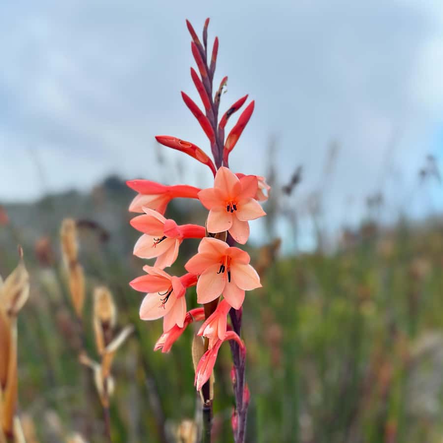 Table Mountain: Skeleton Gorge Hike - Starting among the plants at Kirstenbosch
