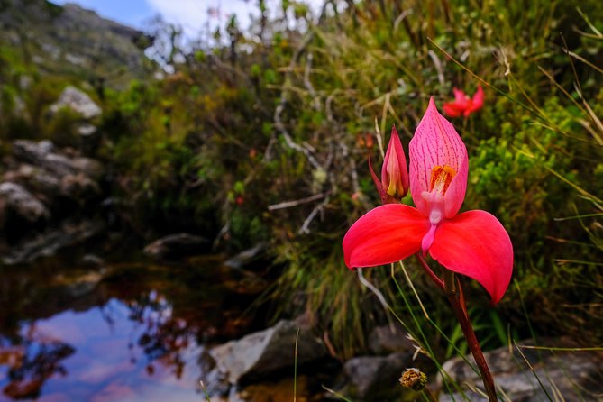 Table Mountain Summit Hike via Kasteelspoort - What the guide adds to the mountain day