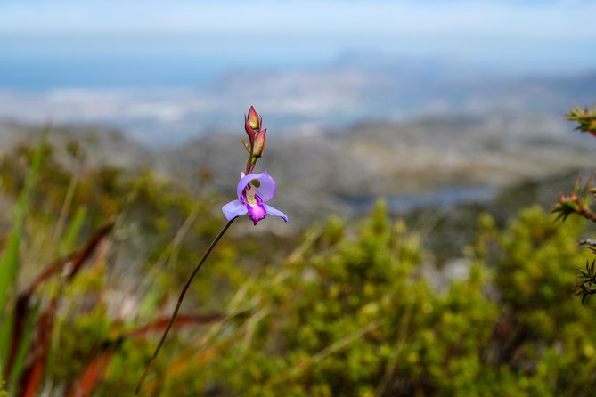 Table Mountain Summit Hike via Kasteelspoort - Who should book this hike?
