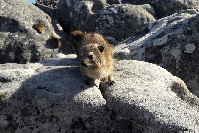 Table Mountain Summit Walk for the Whole Family - PRIVATE - Guides who make the walk more than a viewpoint visit