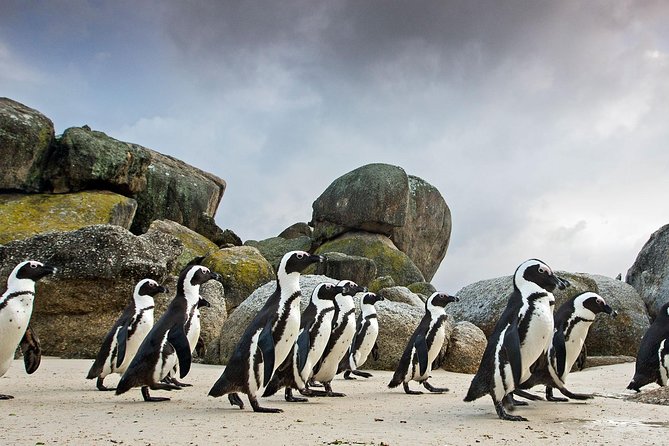 Table Mountain-Wines-Penguins-Cape Point All Inclusive Group Tour - Maiden’s Cove and the Atlantic Seaboard