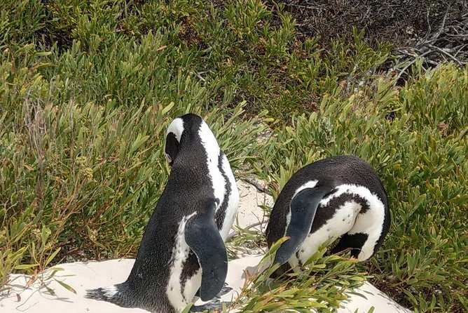 Table Mountain-Wines-Penguins-Cape Point All Inclusive Group Tour - Chapman’s Peak: A Short Stop on a Famous Road