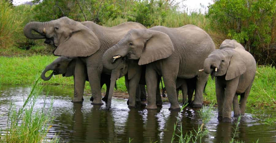 Tala Game Reserve & Natal Lion Park 1/2 Day Tour from Durban - Practical ways to get more from the day