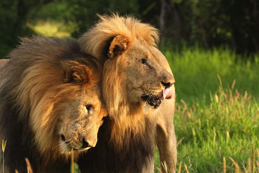 Tala Game Reserve & Natal Lion Park 1/2 Day Tour from Durban - Two parks, two different wildlife experiences