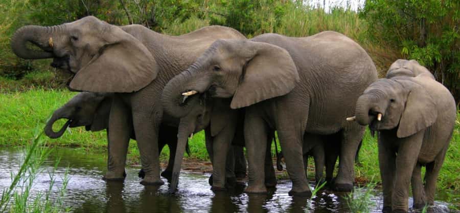 Tala Game Reserve & Natal Lion Park 1/2 Day Tour from Durban - Tala Game Reserve: the main wildlife drive