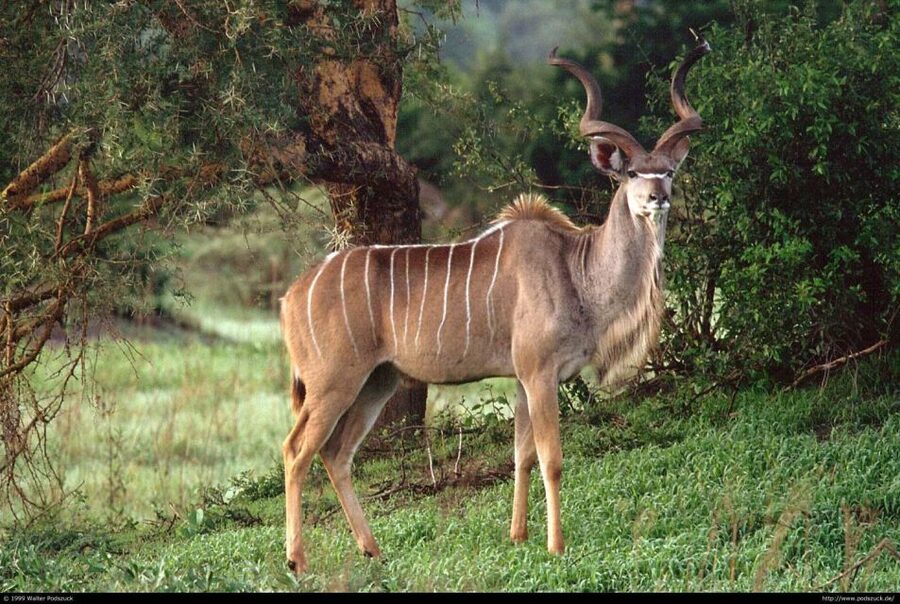 Tala Game Reserve & Natal Lion Park 1/2 Day Tour from Durban - The vehicle question at Tala