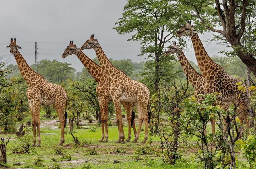 Tala Game Reserve & Natal Lion Park 1/2 Day Tour from Durban - Natal Lion Park and the big-animal highlights
