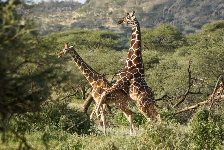 Tala Game Reserve & Natal Lion Park 1/2 Day Tour from Durban - Guide quality makes a real difference