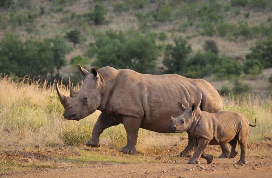 Tala Game Reserve & Natal Lion Park 1/2 Day Tour from Durban - Is $190 a fair price?