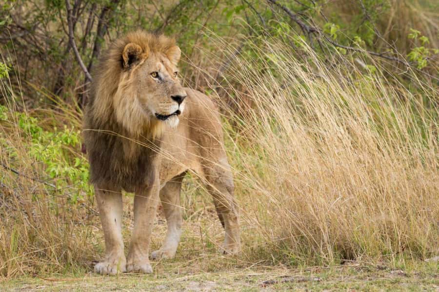 Tala Game Reserve & Natal Lion Park 1/2 Day Tour from Durban - Who will enjoy this half-day tour?