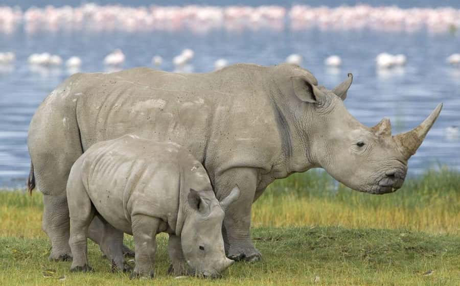 Tala Game Reserve & Natal Lion Park 1/2 Day Tour from Durban - Leaving Durban at 7:30 a.m.