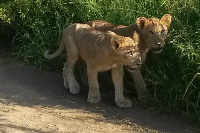 Tala Game reserve. Natal Lion Park and Valley of 1000 hills - Key points to know before booking