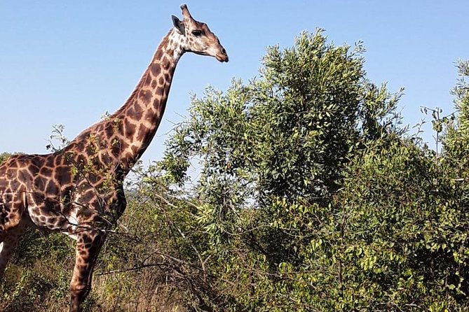 Tala Game reserve. Natal Lion Park and Valley of 1000 hills - Leaving Durban for the KwaZulu-Natal Midlands