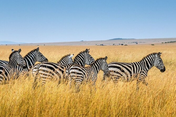 Tala Game Reserve, Phezulu Safari & Natal Lion Park Full Day Tour From Durban - Natal Lion Park: close encounters, different atmosphere