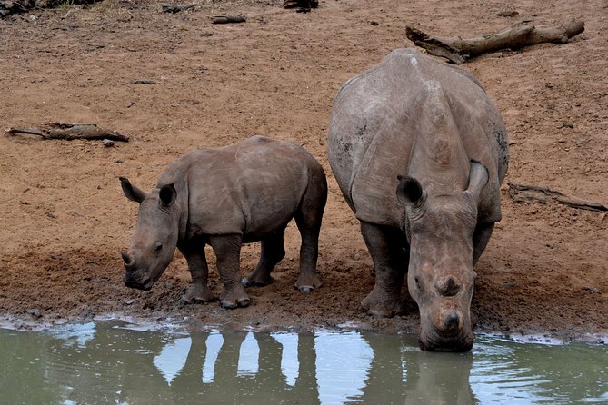 Tala Mini Day Safari - Durban - Key points to know before booking
