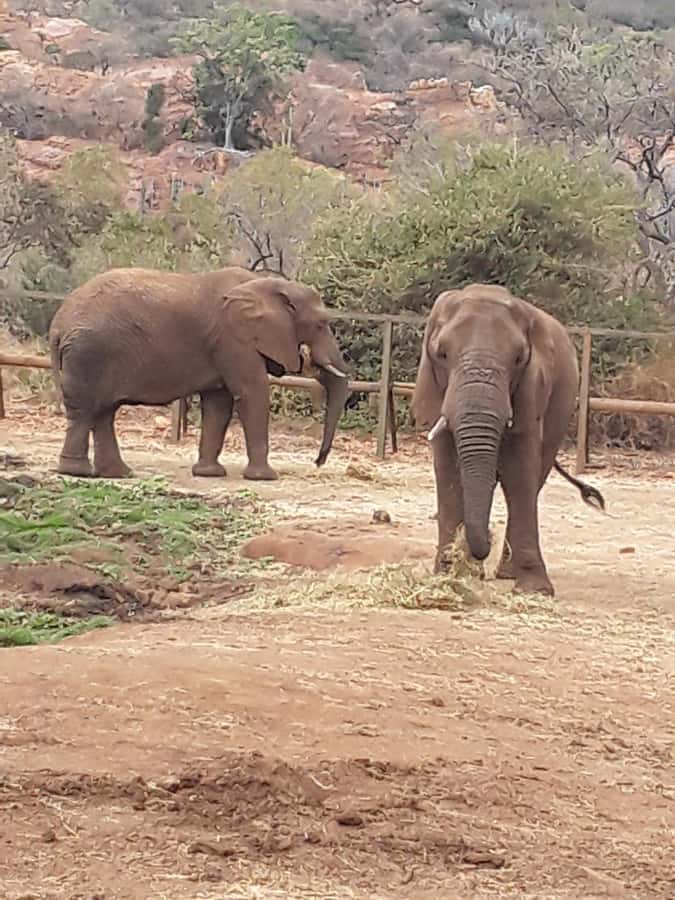 The Elephant and Monkey Sanctuary. - Starting with pickup across Johannesburg