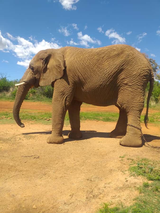 The Elephant and Monkey Sanctuary. - Feeding and brushing the elephants