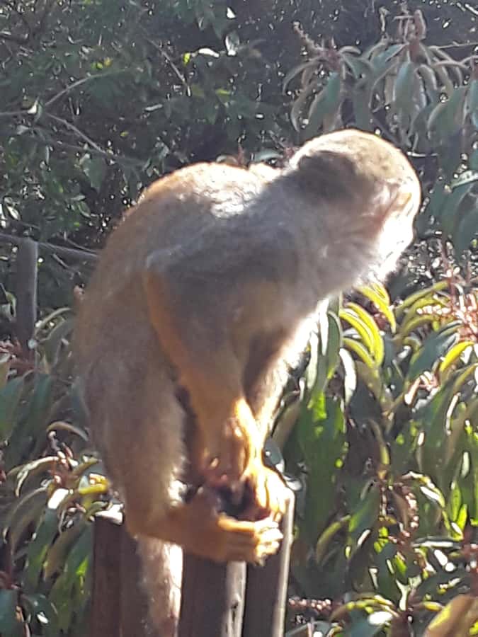 The Elephant and Monkey Sanctuary. - The monkey encounter has a different rhythm