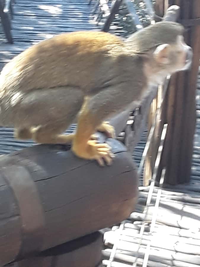 The Elephant and Monkey Sanctuary. - What the guide adds to the day