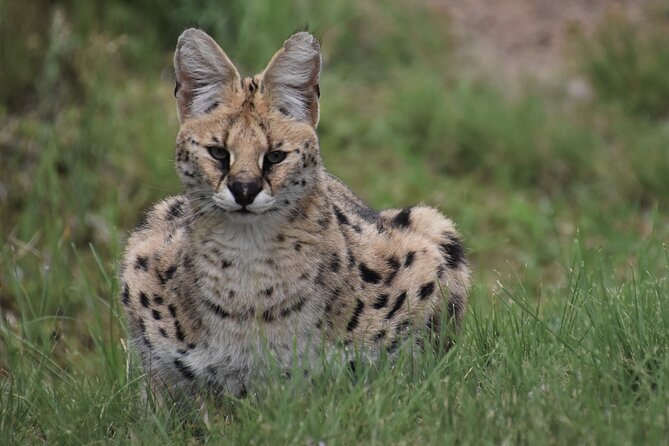 The Private Wildlife Tour - Key points to know before you go