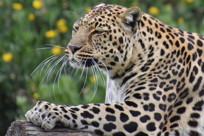 The Private Wildlife Tour - Why Tenikwa works well for a short wildlife visit