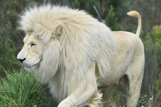 The Private Wildlife Tour - What the $35.27 price really buys