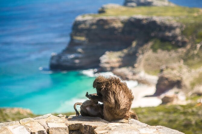 The Road Trip (Cape Point and Penguins) - Chapman’s Peak Drive: scenic road, short stop