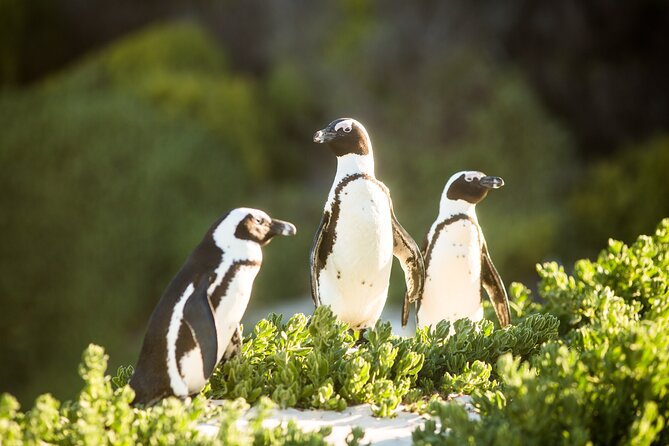 The Road Trip (Cape Point and Penguins) - Kalk Bay: half an hour for streets and local flavor