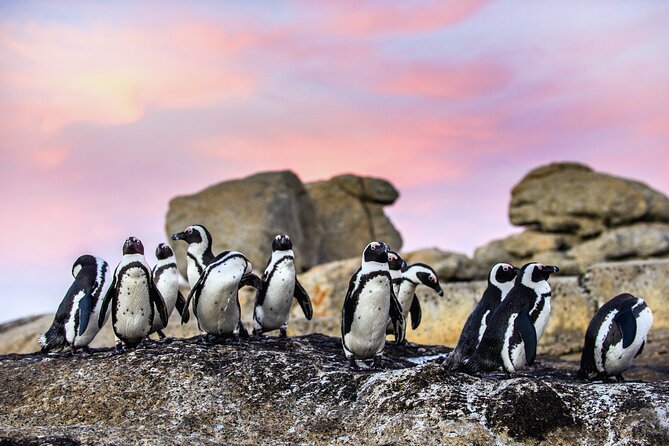 Top 10 Super Tour: Table Mountain, Penguins & Cape of Good Hope Small Group Trip - Maiden’s Cove and Camps Bay deliver quick coastal drama