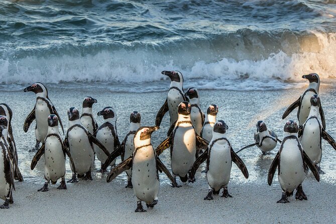 Top 10 Super Tour: Table Mountain, Penguins & Cape of Good Hope Small Group Trip - Chapman’s Peak is a scenic road, not just a transfer