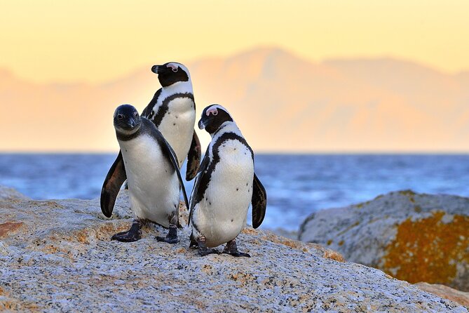 Top 10 Super Tour: Table Mountain, Penguins & Cape of Good Hope Small Group Trip - Boulders Beach brings you close to African penguins