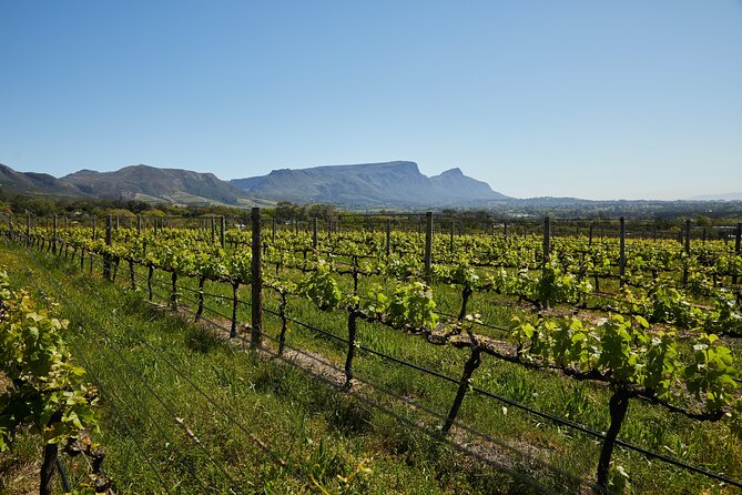 Top 3 Cape Town Wineries Half Day Private Tour - Waterford brings the tour back to winemaking