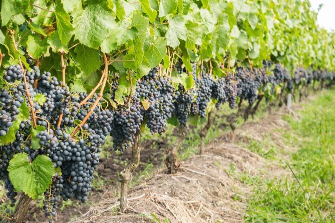 Top 3 Cape Town Wineries Half Day Private Tour - Who gets the best value from this tour