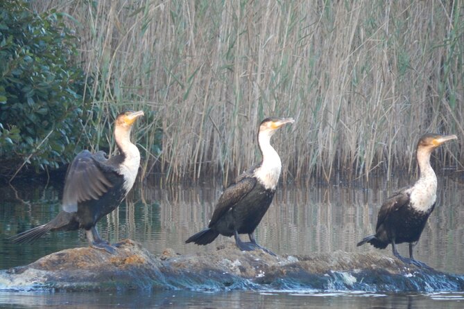 Touw River Boat Cruise - Wilderness National Park - Wetlands, reeds, and forest views