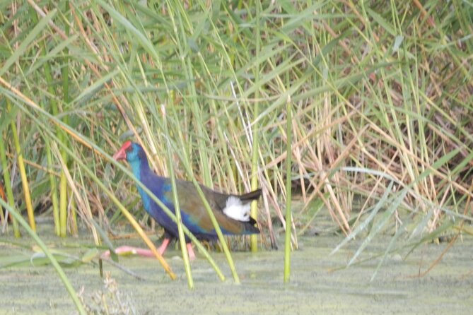 Touw River Boat Cruise - Wilderness National Park - What to bring, and where to sit